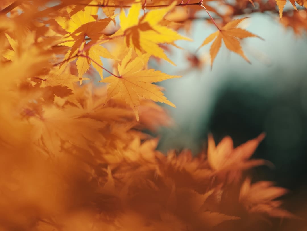 竭尽全力保秋粮安全（三夏进行时）